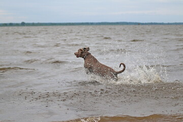 Waimaraner retrieving from the water