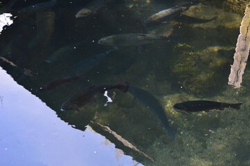 lots of fish in the river