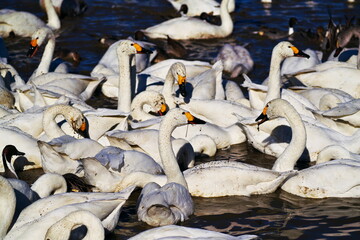 白鳥が越冬する湖