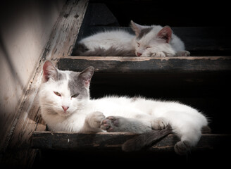 White lazy domestic animal cats sleeping on a wooden stair