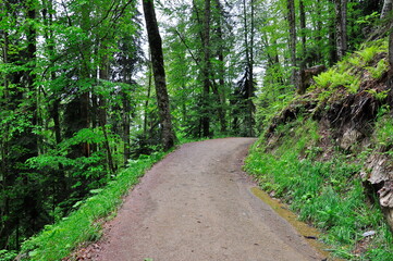 Mountain road through the forest.