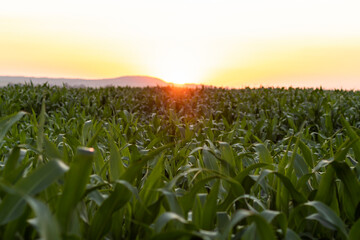 Corn field at sunset. Maize field. Soft focus, lens flare.