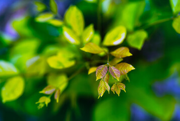 beautiful leaves in close view