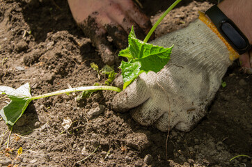male hands, hold and plant green seedlings. New life, eco, sustainable lifestyle, zero waste, earth...