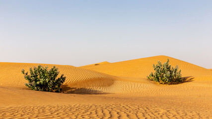 Untouched desert landscape with rippled sand dunes and two Apple of Sodom (Calotropis procera)...