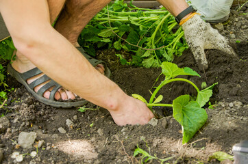male hands, hold and plant green seedlings. New life, eco, sustainable lifestyle, zero waste, earth...