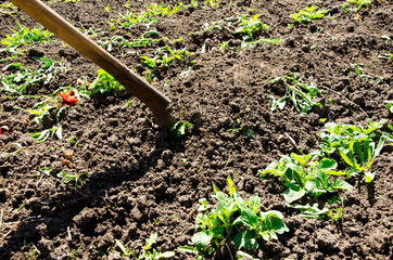 Close-up hoeing strawberries. Hoe from hand tools used for hoeing and planting flowers. Caring for garden herbts. Garden tools