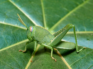 Large grasshopper in a natural environment. Anacridium aegyptium