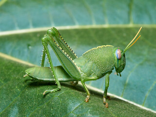 Large grasshopper in a natural environment. Anacridium aegyptium