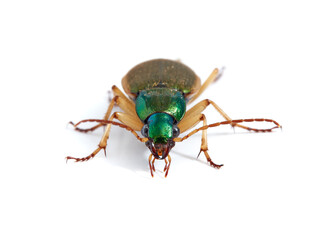 Vivid metallic ground beetle. Genus Chlaenius. 