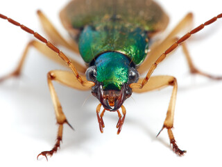 Vivid metallic ground beetle. Genus Chlaenius. 