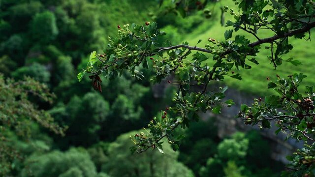 Crataegus Hawthorn tree in the forest in the mountains in the wind 4K