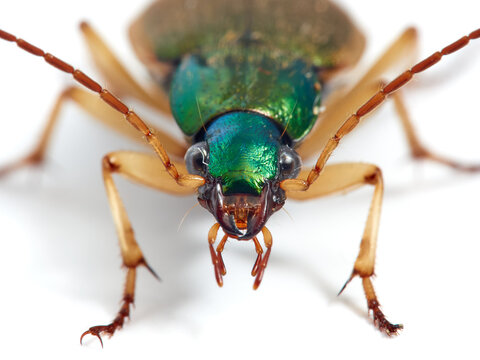 Vivid Metallic Ground Beetle. Genus Chlaenius. 