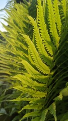 fern leaves in the rays of the gentle sun at sunrise or sunset