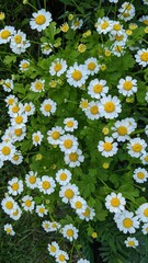 lots of little daisies in summer
