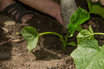 male hands, hold and plant green seedlings. New life, eco, sustainable lifestyle, zero waste, earth...