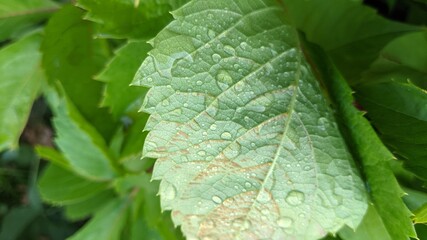 Dew drops on green leaves