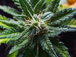 Closeup of medical Cannabis female with visible hairs and trichomes. plant in flowering phase.