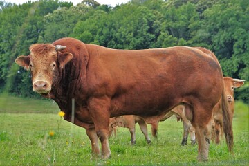 Taureau de race limousine.