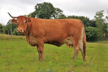 Taureau de race limousine.