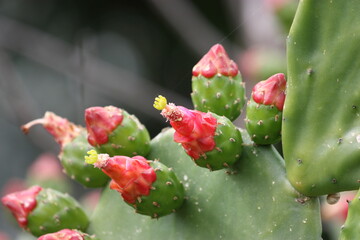 Opuntia, commonly called prickly pear, "tsabar" cactus with blooming flowers on dark background
