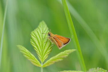 Essex skipper (Thymelicus lineola) rests on a green leaf between some blades of grass.