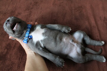playing with a dog, a dog, a puppy, an animal, a stafford puppy, a pit bull puppy, a cute creature,...