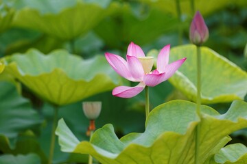 Close-up view of a lovely pink water lily flower with a yellow stamen and delicate petals blooming among green lush leaves in a lotus pond ( blurred background effect )