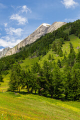 Almwiese im Nationalpark Hohe Tauern in Matrei, Österreich