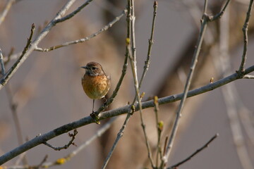 Small bird that feeds on insects