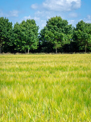 Green wheat field backed by trees with a blue sky