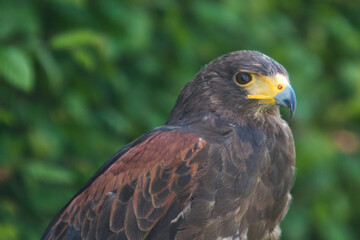Schwarz-brauner Adler