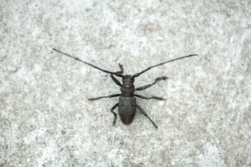 black barbel beetle close up