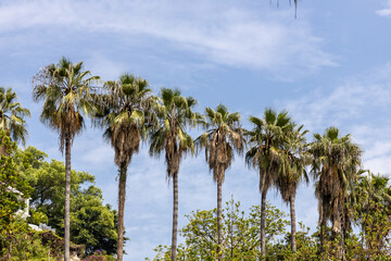 Obraz premium Tall coconut trees