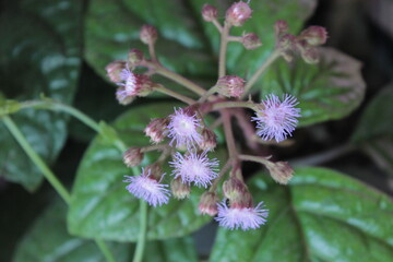 Eupatorium