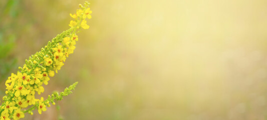 Closeup of yellow flower on blurred green background with copy space. Ecology cover page concept.