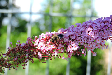 Obraz premium A common drone fly pollinating buddleia pink flowers 