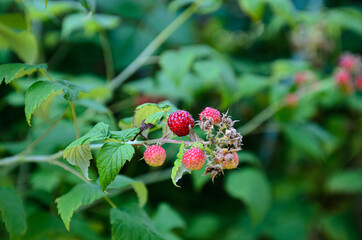 ripe raspberries in the garden