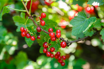 blueberry berries ripen on the bushes