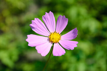 Obraz premium summer plants growing in nature