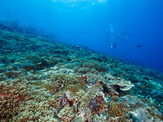 Naklejka na ściany i meble Scuba diving in a coral reef (Nusa Lembongan, Bali, Indonesia)