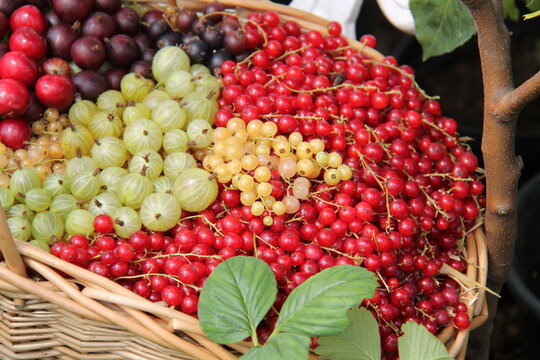 A Display of Freshly Picked Mixed Fruit Berries.