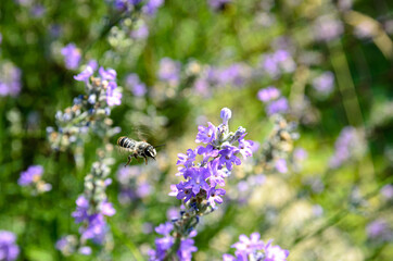 blooming lavender is the nectar that bees collect