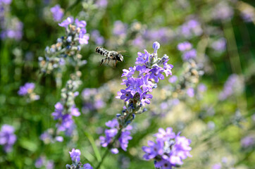 blooming lavender is the nectar that bees collect