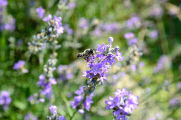 blooming lavender is the nectar that bees collect