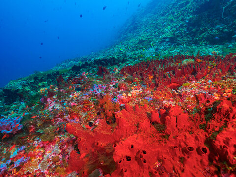 Reef fully covered with sea sponge and various corals (Nusa Lembongan, Bali, Indonesia)
