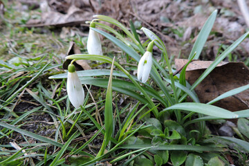 White snowdrops flowers, buds and green leaves