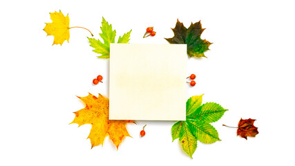 Maple leaf autumn. Colourful dried leaves, red berries in autumn composition isolated on white background. Flat lay, top view, square, copy space.