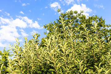 green fruit trees lit by evening sun and blue sky