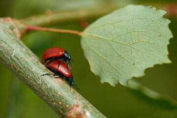 Pappelblattkäfer (Chrysomela populi)	